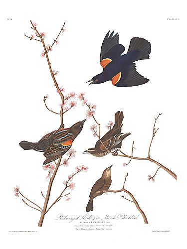 John James Audubon Limited Centennial Edition Giclee on Paper:"Red-winged Blackbird"