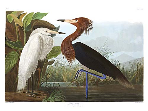 John James Audubon Limited Centennial Edition Giclee on Paper:"Reddish Egret"