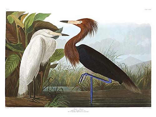 John James Audubon Limited Centennial Edition Giclee on Paper:"Reddish Egret"