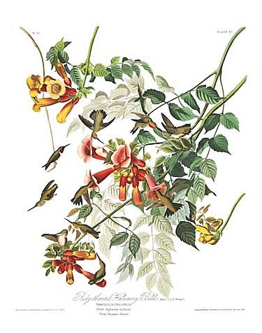 John James Audubon Limited Centennial Edition Giclee on Paper:"Ruby-throated Hummingbird"