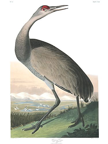 John James Audubon Limited Centennial Edition Giclee on Paper:"Sandhill Crane"