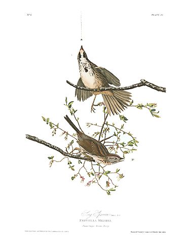 John James Audubon Limited Centennial Edition Giclee on Paper:"Song Sparrow"