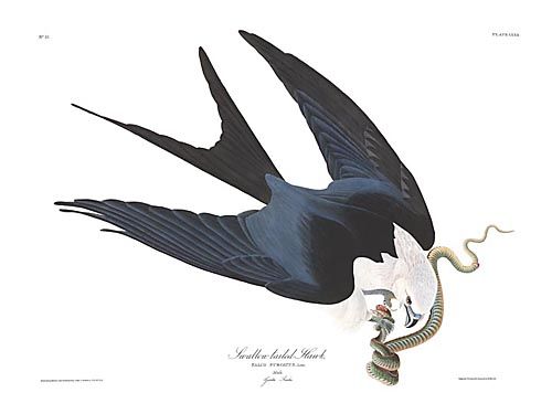 John James Audubon Limited Centennial Edition Giclee on Paper:"Swallow-tailed Kite"