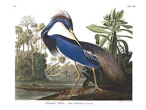 John James Audubon Limited Centennial Edition Giclee on Paper:"Trocolored Heron"