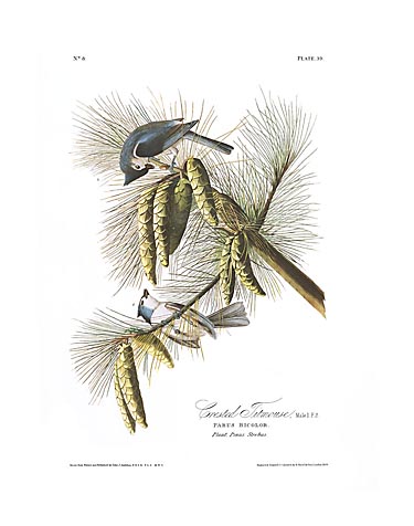 John James Audubon Limited Centennial Edition Giclee on Paper:"Tufted Titmouse"
