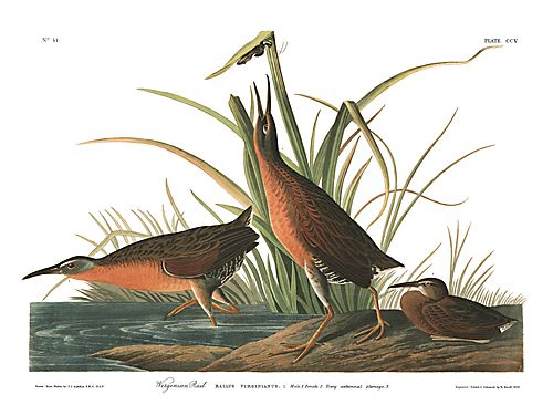 John James Audubon Limited Centennial Edition Giclee on Paper:"Virginia Rail"