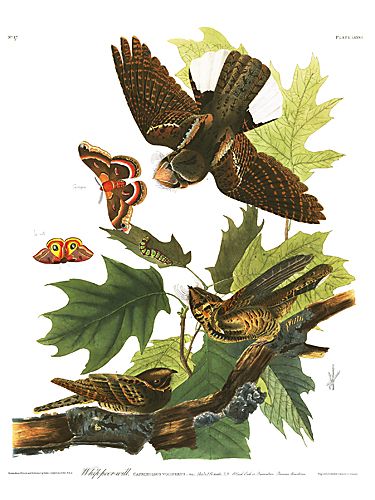 John James Audubon Limited Centennial Edition Giclee on Paper:"Whip-poor-will"