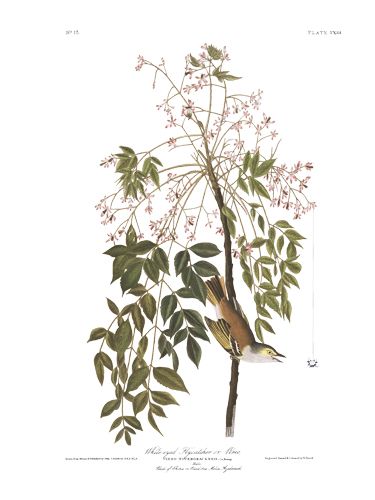 John James Audubon Limited Centennial Edition Giclee on Paper:"White-eyed Vireo"
