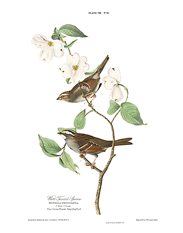 John James Audubon Limited Centennial Edition Giclee on Paper:"White-throated Sparrow"