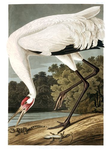 John James Audubon Limited Centennial Edition Giclee on Paper:"Whooping Crane"