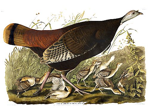 John James Audubon Limited Centennial Edition Giclee on Paper:"Wild Turkey"