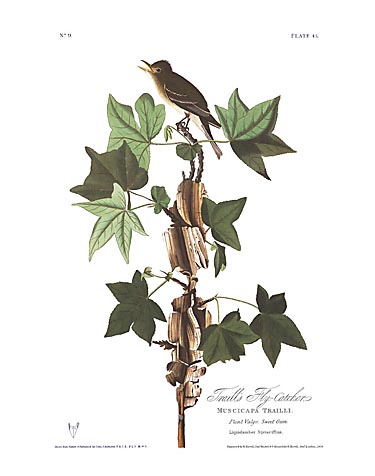 John James Audubon Limited Centennial Edition Giclee on Paper:"Willow Flycatcher"
