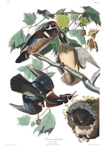 John James Audubon Limited Centennial Edition Giclee on Paper:"Wood Duck"