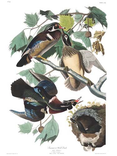 John James Audubon Limited Centennial Edition Giclee on Paper:"Wood Duck"