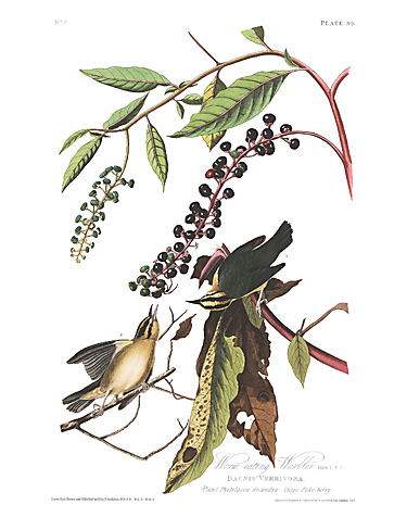 John James Audubon Limited Centennial Edition Giclee on Paper:"Worm-eating Warbler"