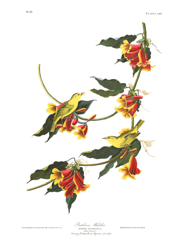 John James Audubon Limited Centennial Edition Giclee on Paper:"Yellow Warbler"
