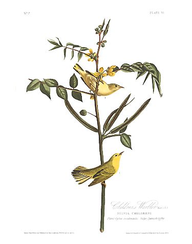 John James Audubon Limited Centennial Edition Giclee on Paper:"Yellow Warbler"