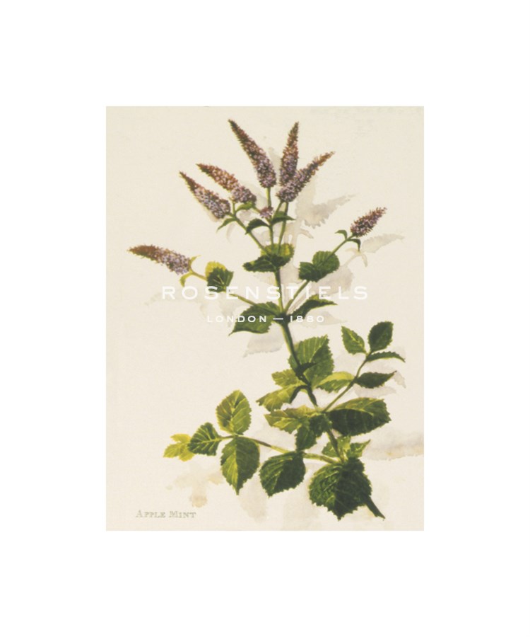 John Miller Hand Numbered Limited Edition Print on Paper :"Apple Mint"
