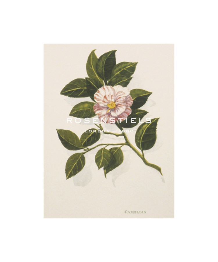 John Miller Hand Numbered Limited Edition Print on Paper :"Camellia"