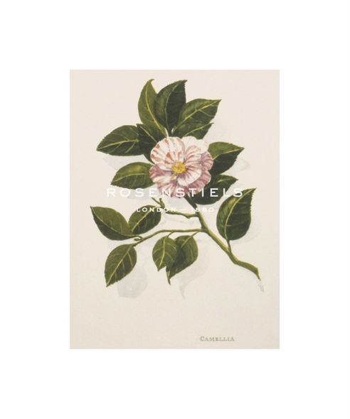 John Miller Hand Numbered Limited Edition Print on Paper :"Camellia"