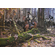John Paul Strain Hand Signed and Numbered Limited Edition Giclee Print:"Fallen Timber - Texas Rangers"