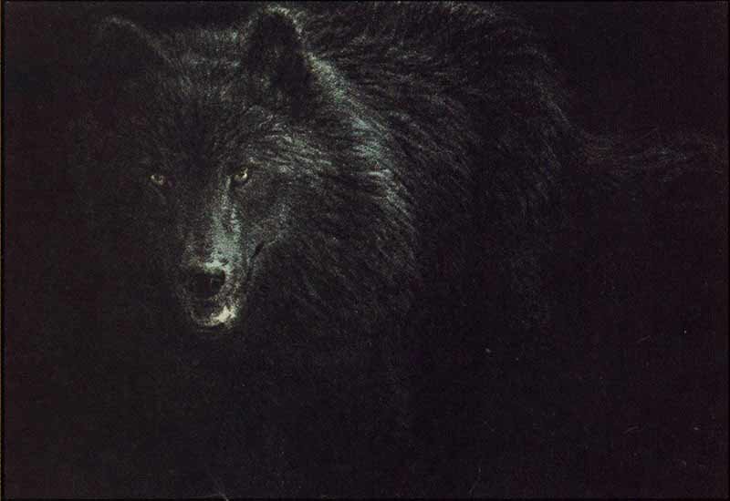 John Seerey - Lester 10 x 14 Original Lithograph:"Black Wolf"