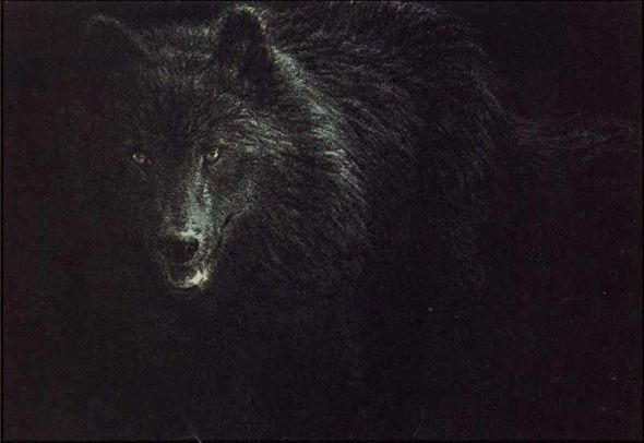 John Seerey - Lester 10 x 14 Original Lithograph:"Black Wolf"