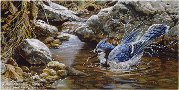 John Seerey - Lester Limited Edition Print:"Bathing - Blue Jay"