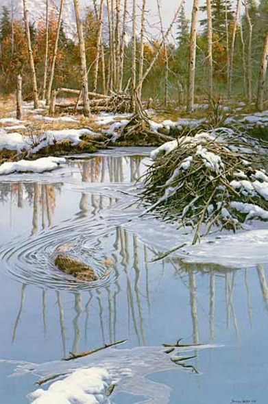 John Seerey-Lester Limited Edition Print: "Before The Freeze- Beaver"