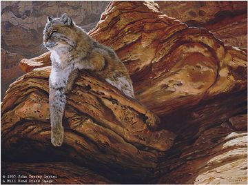 John Seerey - Lester Limited Edition Print:"Cliff Hanger-Bobcat"