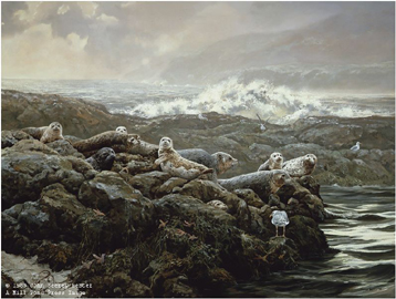 John Seerey - Lester Limited Edition Print:"Coastal Clique-Harbor Seals"