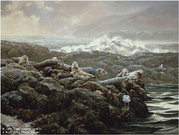 John Seerey - Lester Limited Edition Print:"Coastal Clique-Harbor Seals"
