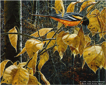 John Seerey - Lester Limited Edition Print:"Cottonwood Gold-Baltimore Oriole"