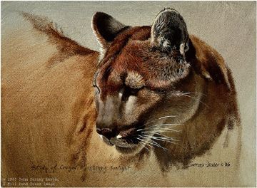 John Seerey - Lester Limited Edition Print:"Cougar Head Study"