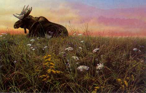 John Seerey-Lester Limited Edition Print: "Daybreak Moose"