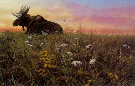 John Seerey-Lester Limited Edition Print: "Daybreak Moose"