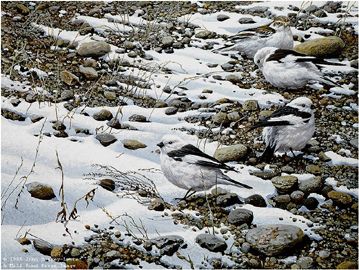 John Seerey - Lester Limited Edition Print:"Early Arrivals - Snow Buntings"