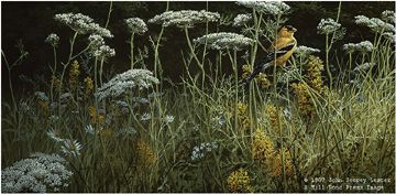 John Seerey - Lester Limited Edition Print:"Evening Meadow - American Goldfinch"