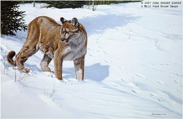 John Seerey - Lester Limited Edition Print:"First Tracks - Cougar"
