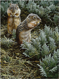 John Seerey - Lester Limited Edition Print:"Morning Forage - Ground Squirrel"