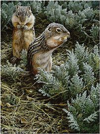 John Seerey - Lester Limited Edition Print:"Morning Forage - Ground Squirrel"