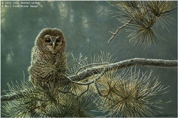 John Seerey - Lester Limited Edition Print:"Out On A Limb - Young Barred Owl"