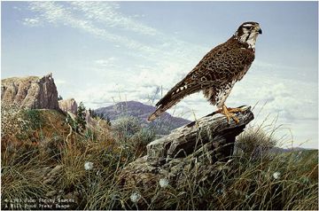 John Seerey - Lester Limited Edition Print:"Plains Hunter - Prairie Falcon"