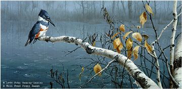 John Seerey - Lester Limited Edition Print:"Rain Watch - Belted Kingfisher" | Out of Stock