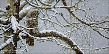 John Seerey - Lester Limited Edition Print:"Snowy Watch-Great Gray Owl"