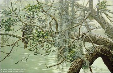 John Seerey - Lester Limited Edition Print:"Spanish Mist-Young Barred-Owl"