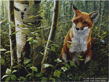 John Seerey - Lester Limited Edition Print:"The Young Explorer-Red Fox Kit"