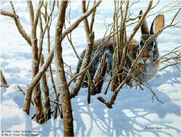 John Seerey - Lester Limited Edition Print:"Winter Hiding - Cottontail"