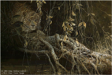 John Seerey - Lester Limited Edition Print:"Young Predator-Leopard Cub"
