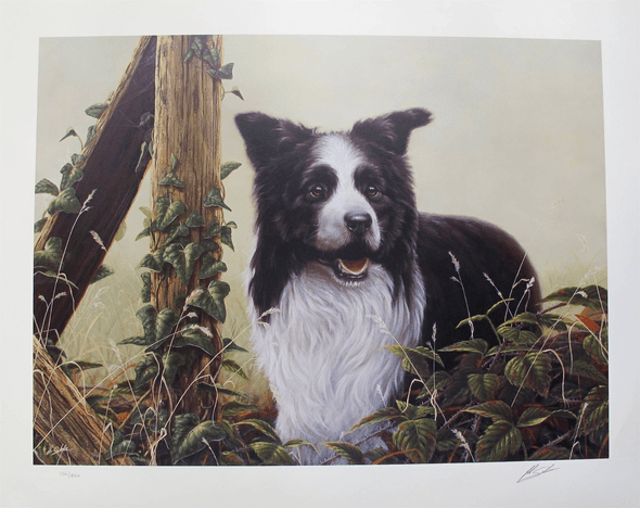 John Silver Hand Signed Limited Edition Art Lithograph:"Border Collie Dog Raring To Go"